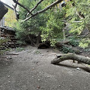 Pine Marten Exhibit #2