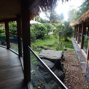 Bush dog enclosure 110925