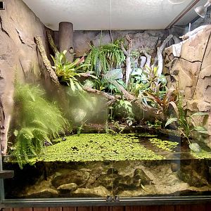 Matamata - mata mata exhibit