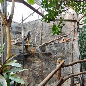 Matamata - tamarin indoor exhibit