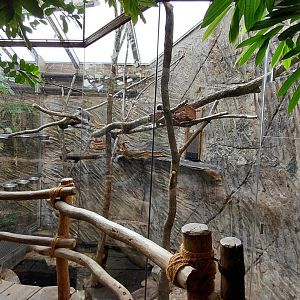 Matamata - tamarin indoor exhibit