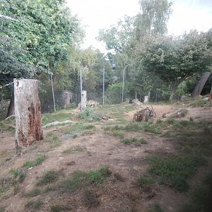 Call of the Wild - Eurasian wolf enclosure 110925