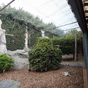 World of Wings - Andean condor aviary 110925