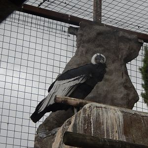 World of Wings - Andean condor 110925