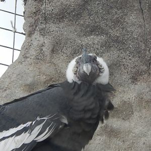 World of Wings - Andean condor 110925