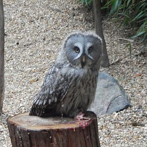 World of Wings - Eurasian great grey owl 110925