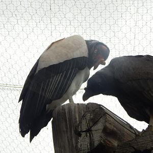 World of Wings - King vulture 110925