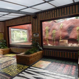 Dragons of Komodo 110925