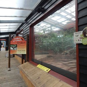 Dragons of Komodo 110925