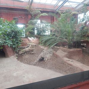 Dragons of Komodo 110925