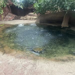 Dragons of Komodo 110925