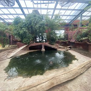 Dragons of Komodo 110925