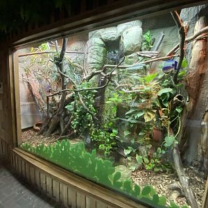 Rivers Edge - Emerald tree monitor exhibit 110925