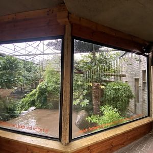 Pileated gibbon exhibit 110925