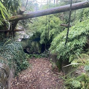 Pileated gibbon exhibit 110925