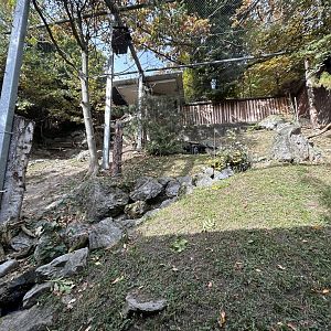 European Honey Buzzard & Cinereous Vulture Aviary