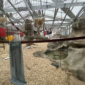 Chimpanzee exhibit 110925