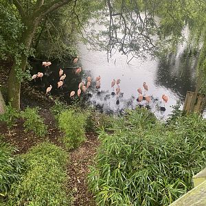Chilean flamingoes 110925