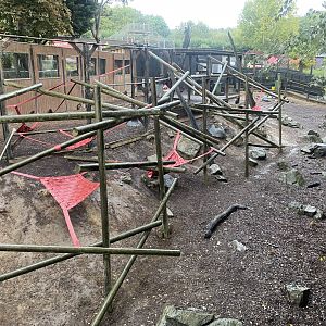 Gelada exhibit 110925