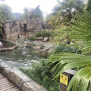 Otter Creek - Indochinese smooth-coated otters 110925