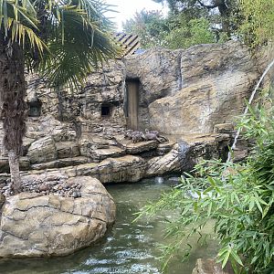 Otter Creek - Indochinese smooth-coated otters 110925