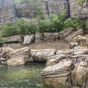 Otter Creek - Indochinese smooth-coated otters 110925