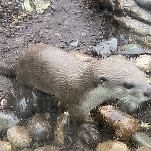 Otter Creek - Indochinese smooth-coated otter 110925