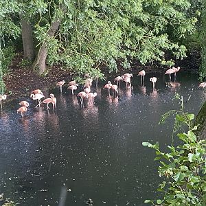 Chilean flamingoes 110925