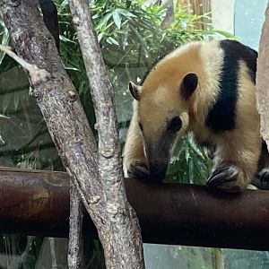 Southern tamandua 110925