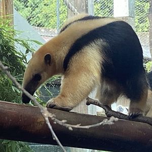 Southern tamandua 110925