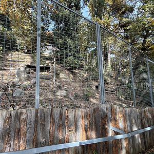 Eurasian Lynx Exhibit