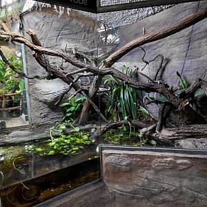 Matamata - Northern caiman lizard exhibit