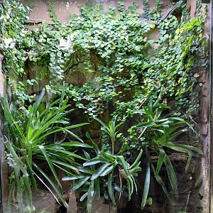 Matamata - poison frog exhibit