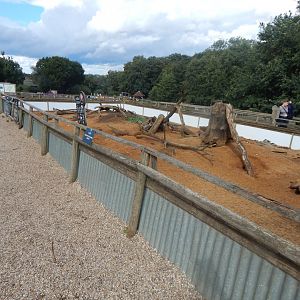 Six-banded armadillo enclosure 130925