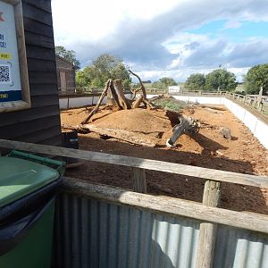 Six-banded armadillo enclosure 130925