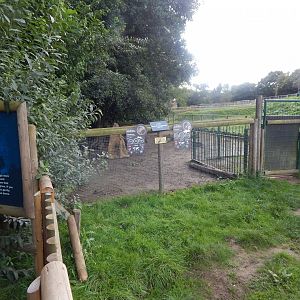 Giant anteater and Patagonian mara enclosure 130925