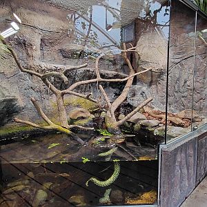 Matamata - anaconda+fish exhibit
