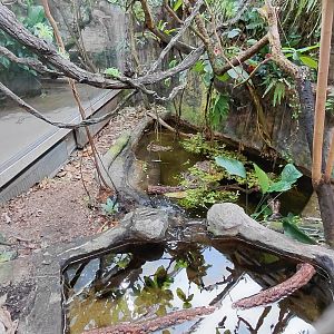 Matamata - Dwarf caiman exhibit
