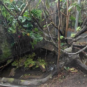 Matamata - Dwarf caiman exhibit