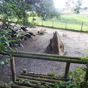Giant anteater and Patagonian mara enclosure 130925