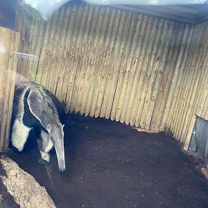 Giant anteater indoors 130925