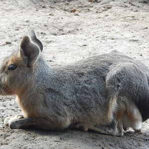 Patagonian mara 130925