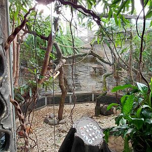 Matamata - Marmoset+tamarin indoor exhibit