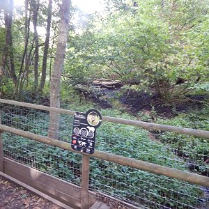 Capybara enclosure 130925