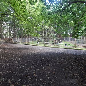 Northern raccoon enclosure 130925