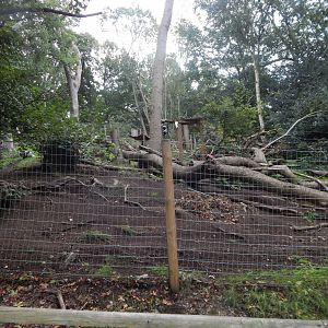 Arctic fox enclosure 130925