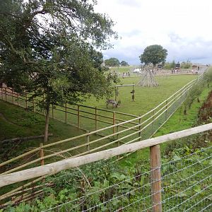 Domestic reindeer enclosure 130925