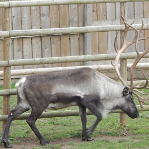 Domestic reindeer 130925