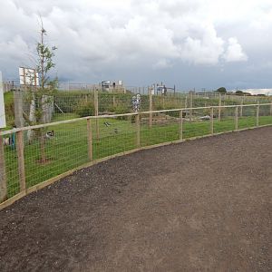 Red-breasted goose enclosure 130925