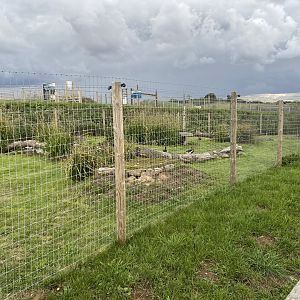 Red-breasted goose enclosure 130925